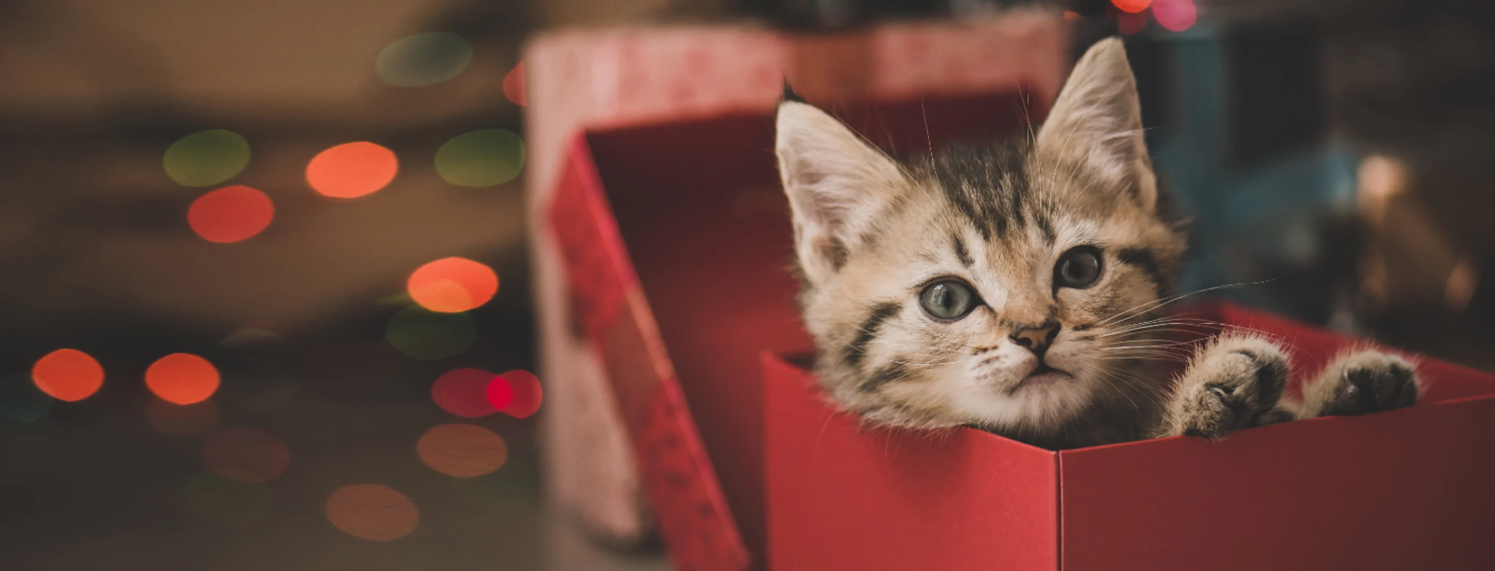 A brown kitten playing inside a red gift box